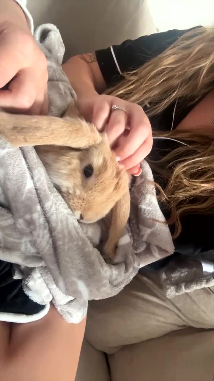 Mini Lop rabbits for sale: 2 beautiful male mini lops with full setup - Video 1
