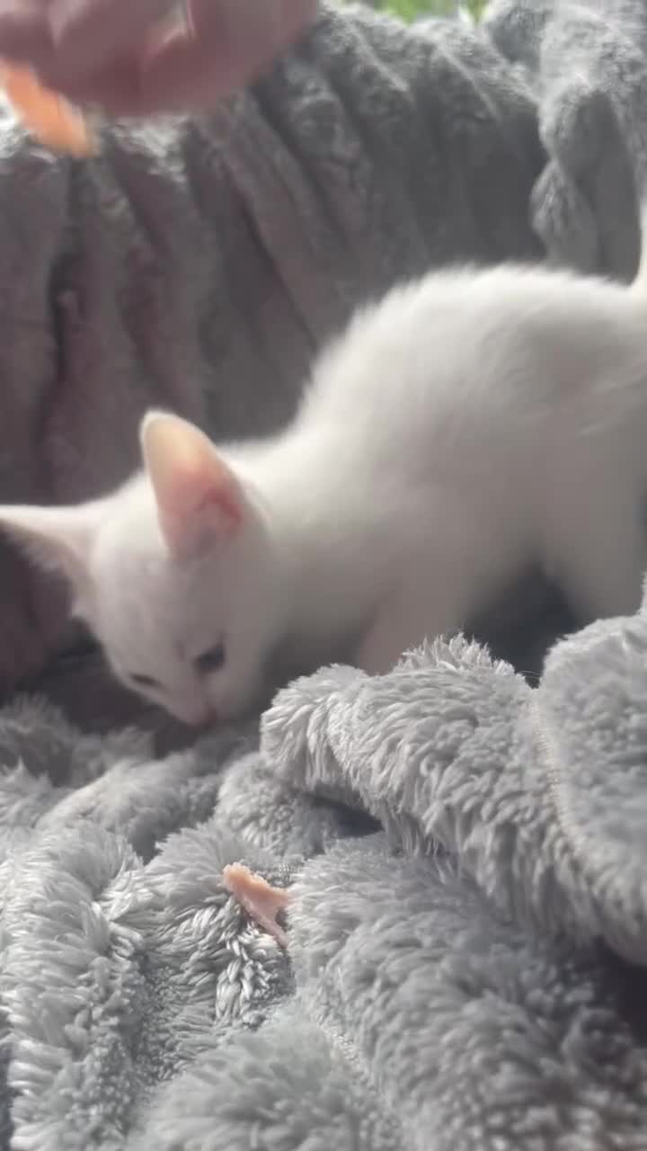 Mixed Breed cats for sale: Kittens  - Video 3