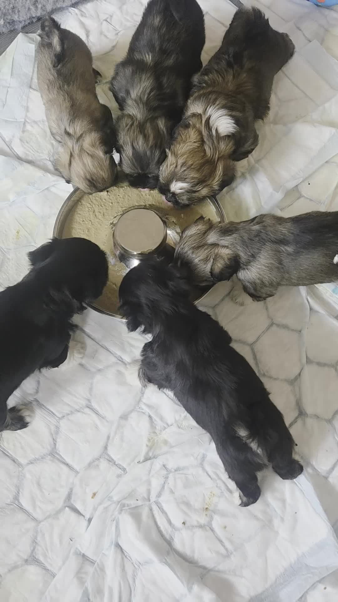 Lhasa Apso dogs for sale: Puppies - Video 4