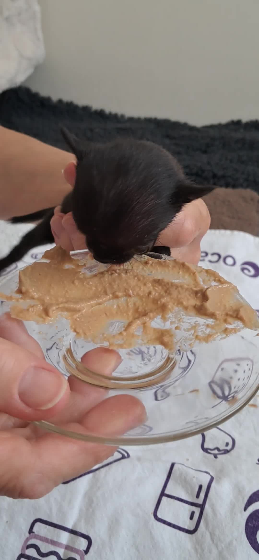 Chihuahua dogs for sale: SMALLEST on the market KC reg chihuahua girls - Video 3