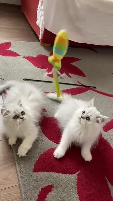 Persian cats for sale: Female  Persian Chinchilla kittens - Video 1