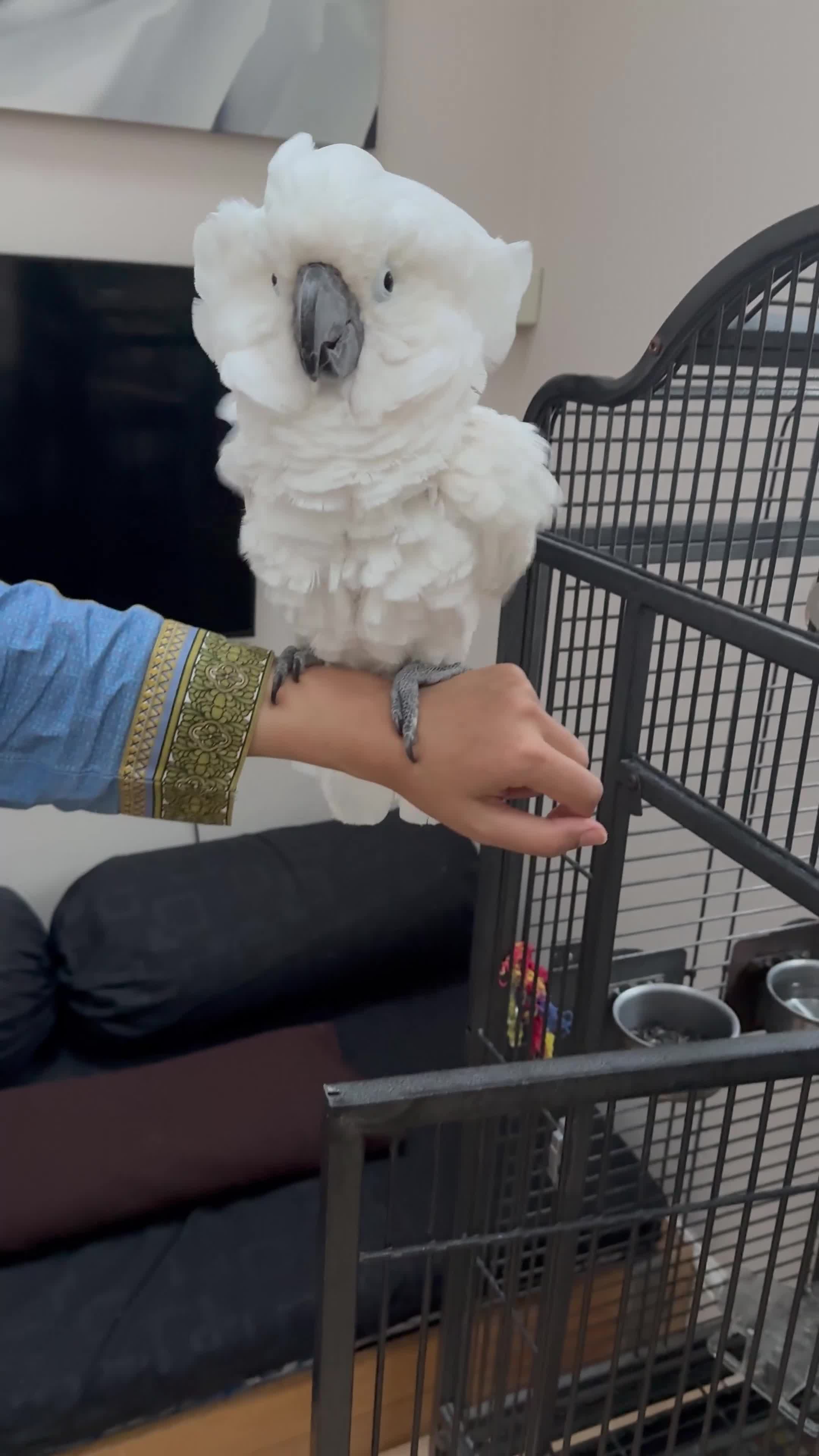 Cockatoo birds for sale: Umbrella Cockatoo children friendly  - Video 1