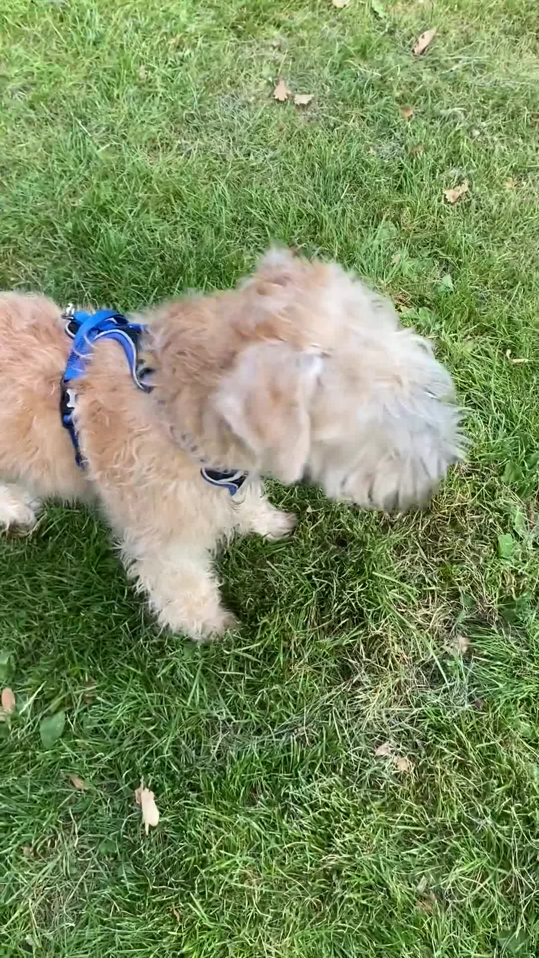 Soft Coated Wheaten Terrier dogs for sale: Murphy - Video 1