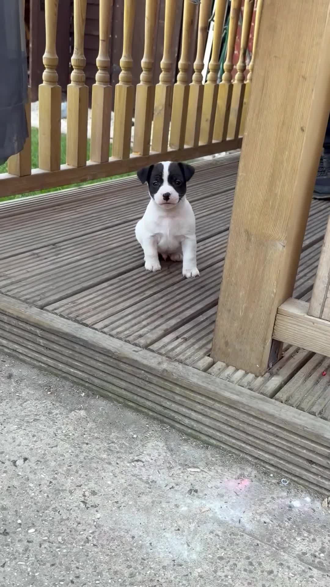 Jack Russell dogs for sale: Jack Russell Puppy.  - Video 1