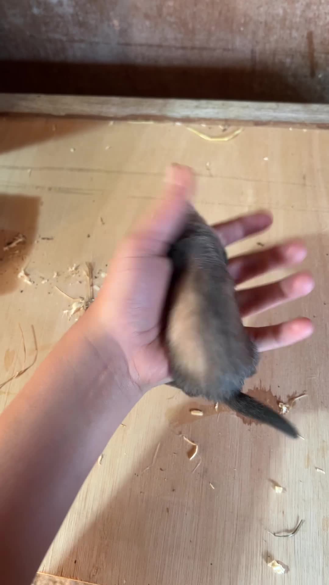 Ferret rodents for sale: Male ferret kits for sale  in Oakham - Video 1