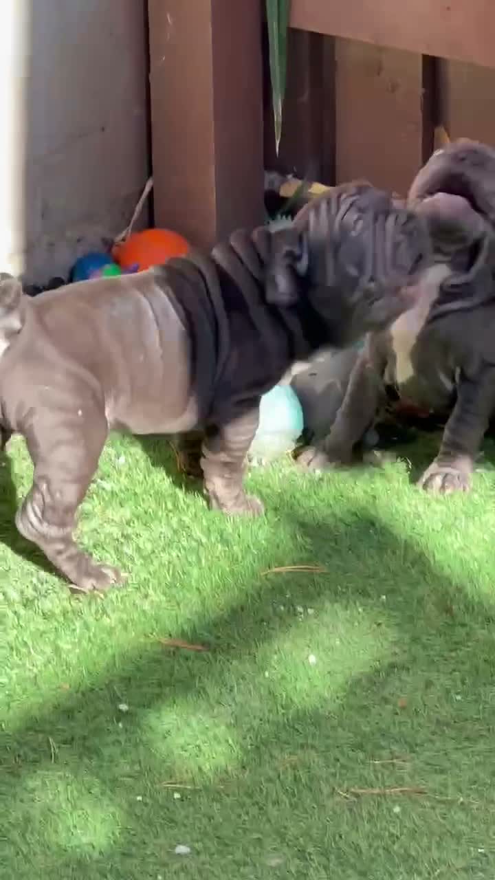 French Bulldog dogs for sale: 🐾Amazing French Bulldog Puppies🐾 - Video 2