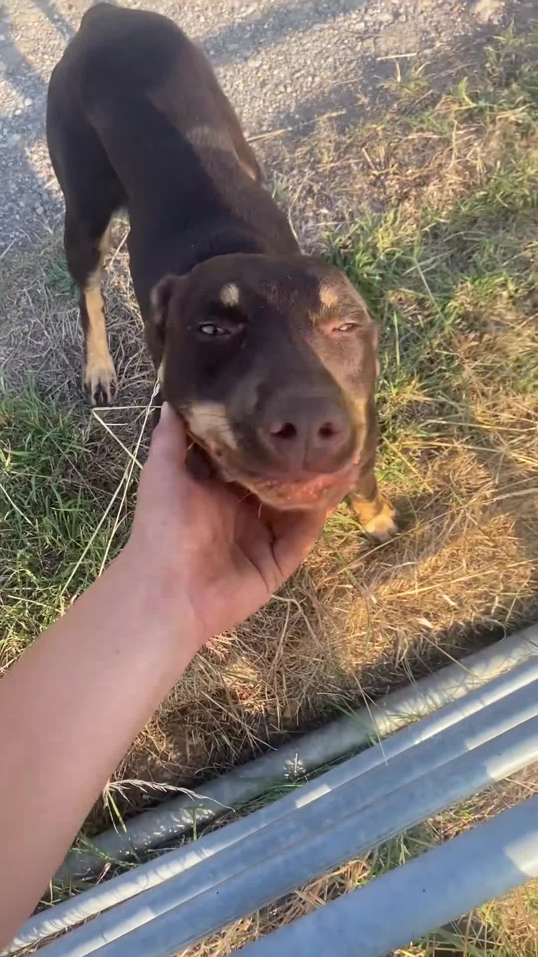 Australian Kelpie dogs for sale: Copper- brown kelpie dog in Cheltenham - Video 1