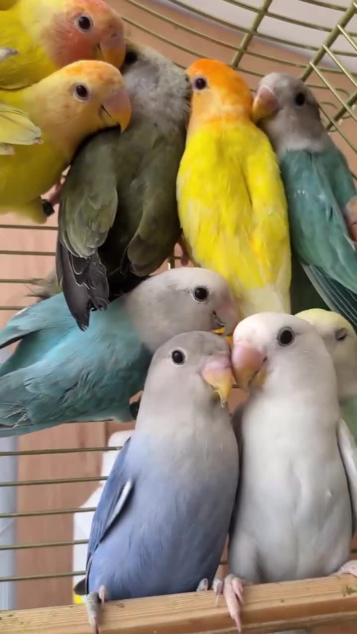 Lovebirds birds for sale: Baby and Adult LOVE BIRDS in London - Video 1