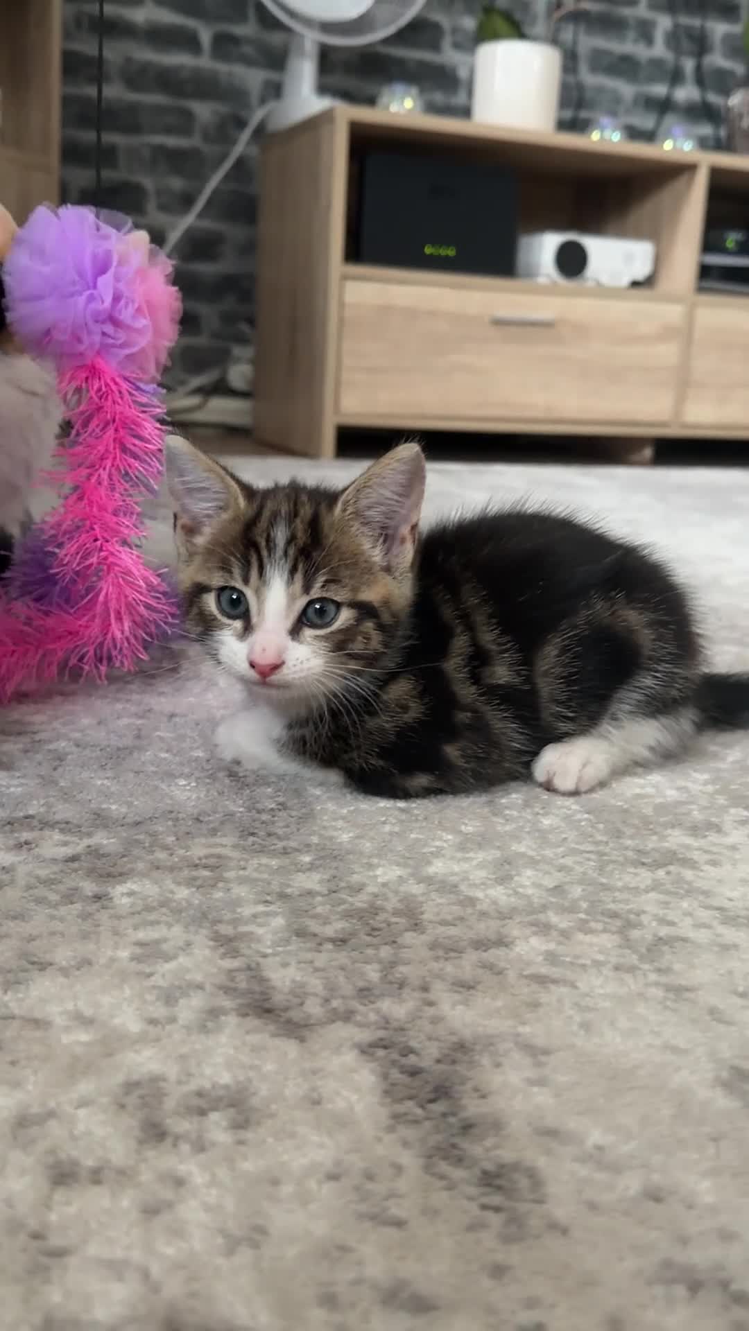 Mixed Breed cats for sale: Tabby Male kitten  - Video 4