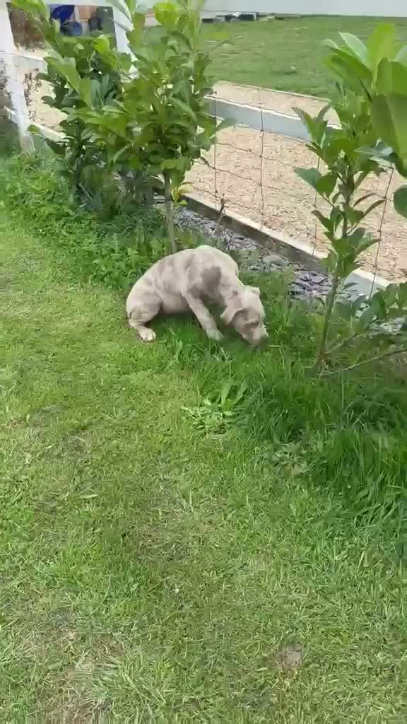 Cane Corso dogs for sale: Male cane corso puppy for sale - Video 1