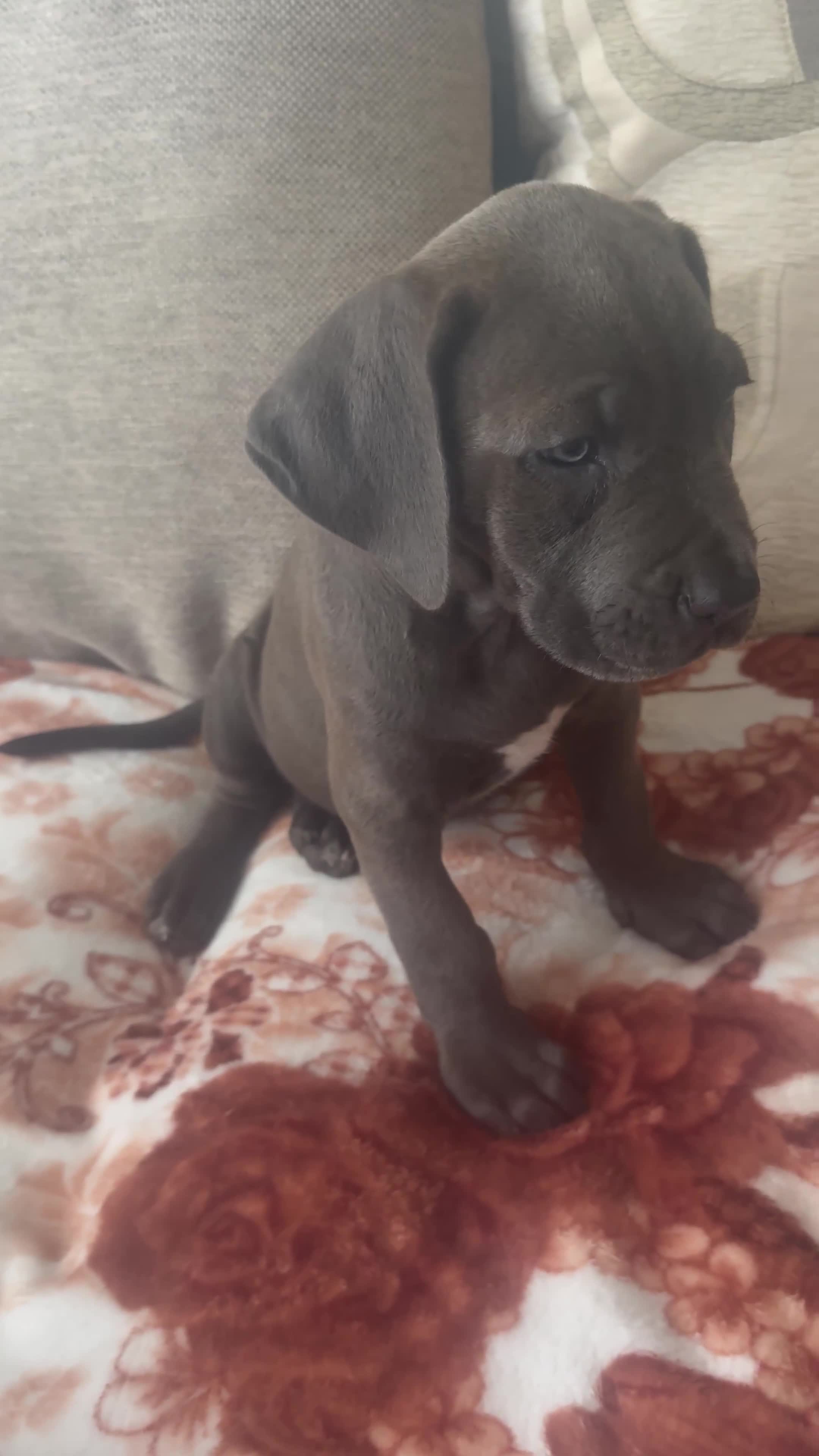 Cane Corso dogs for sale: Cane corso mix bandogge mastiff - Video 1