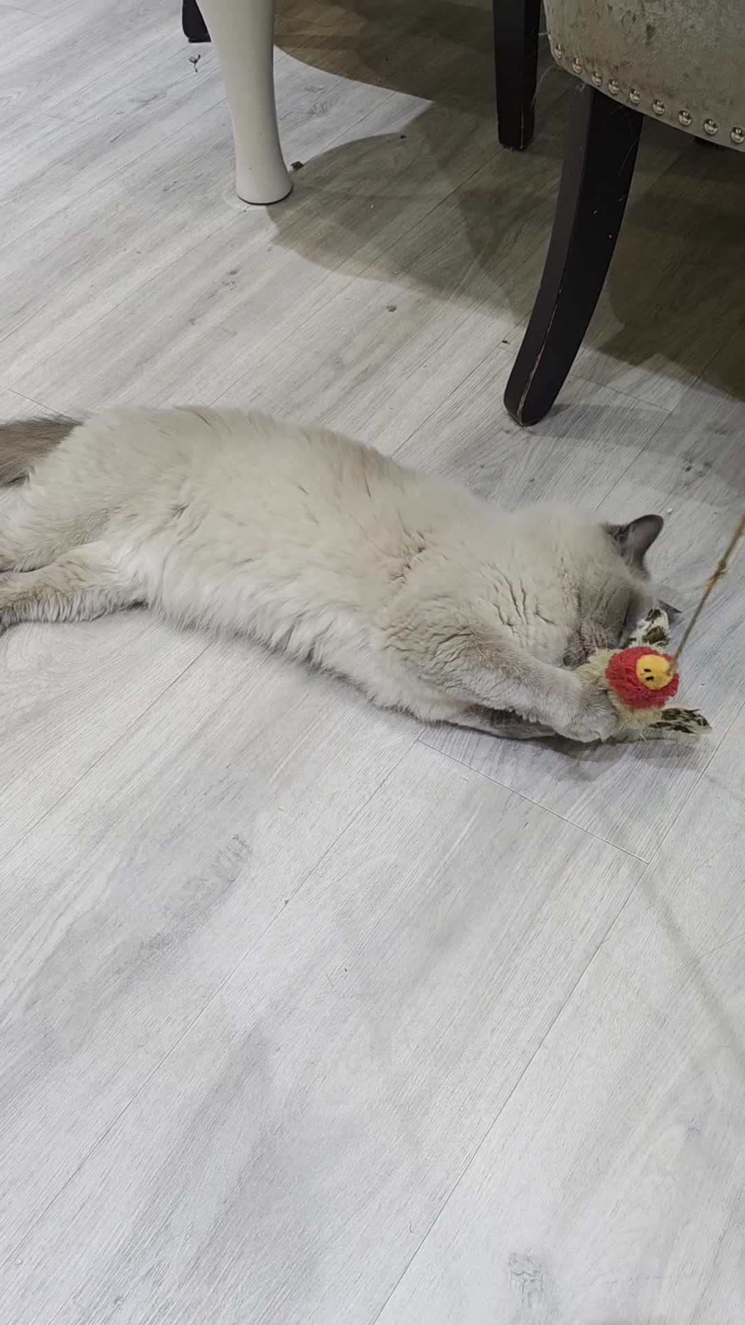 Ragdoll cats for sale: Ragdoll cats -  beautiful inside and out 😻 - Video 1