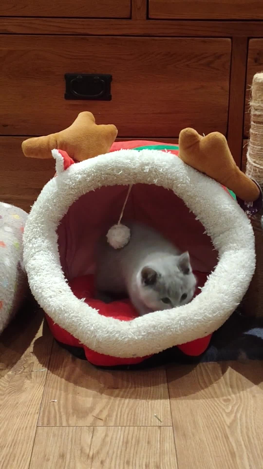 British Shorthair cats for sale: Blue British shorthairs kittens with GCCFpedigree - Video 2