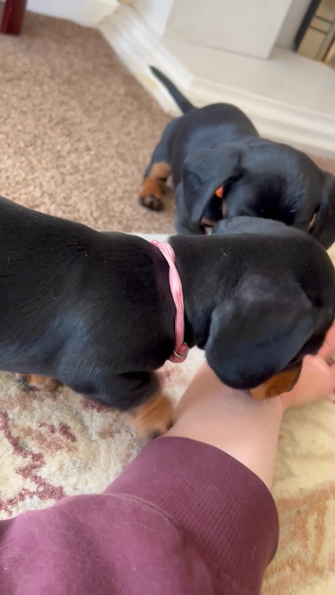 Miniature Dachshund dogs for sale: 🐾 MINIATURE DACHSHUND PUPPIES SHORT HAIRED - Video 1