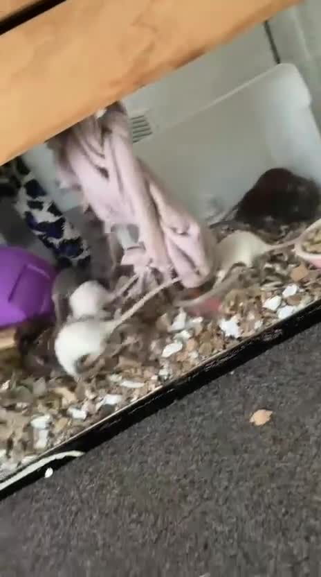 Rat rodents for sale: Baby Fancy/Dumbo and Rex Rats available Hull - Video 1