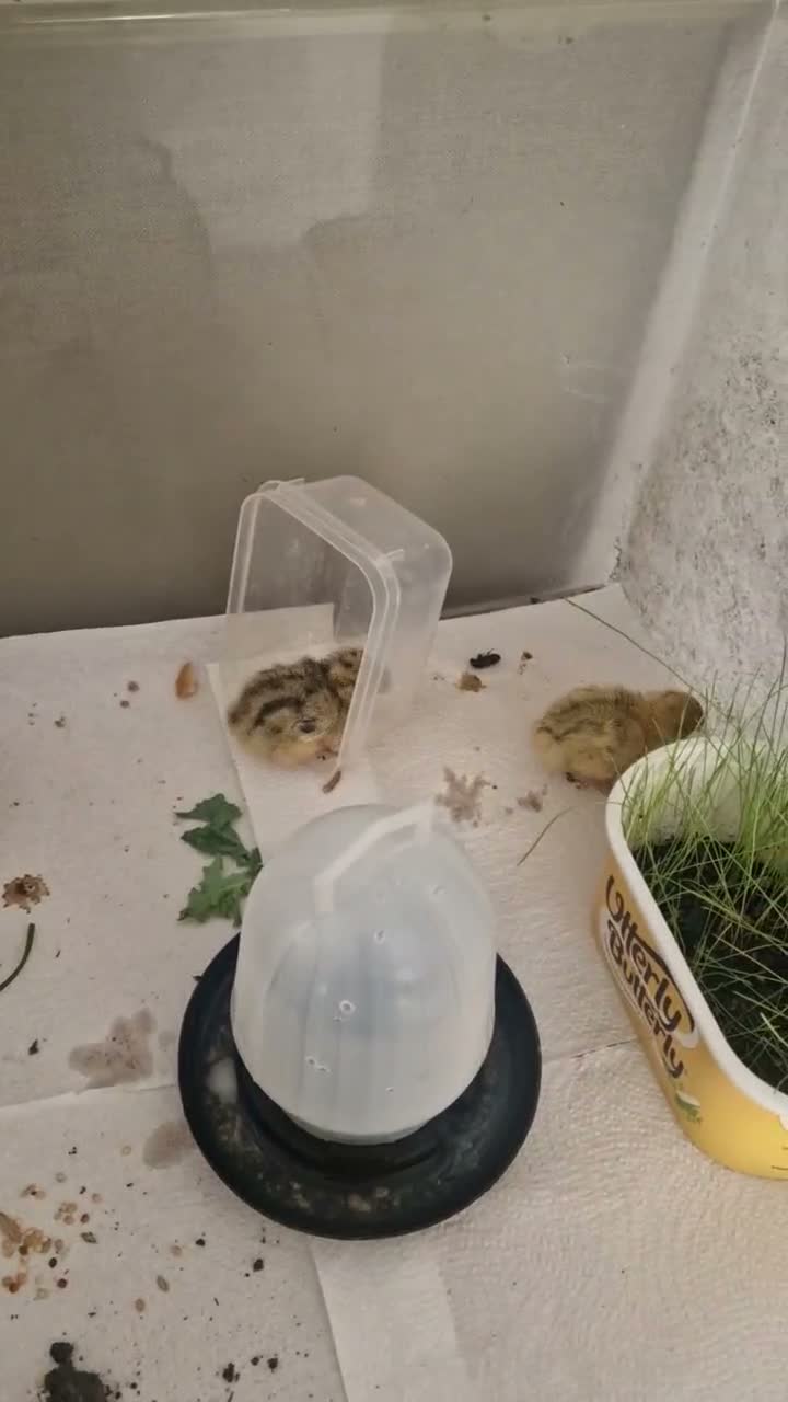 Quail poultry for sale: 🥚🐣 COTURNIX QUAIL EGGS FOR SALE! 🐣🥚 in Derby - Video 2