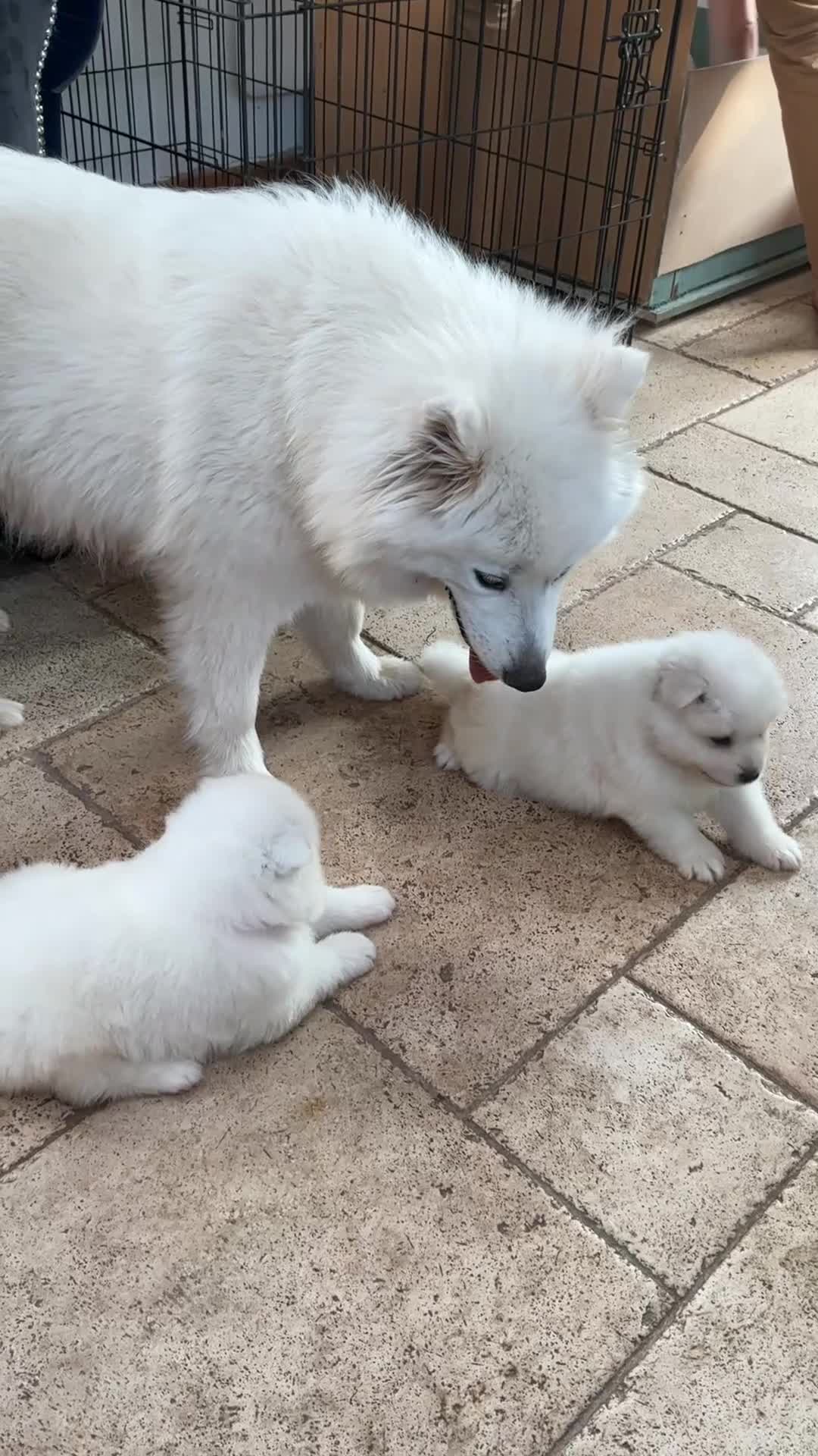 Samoyed dogs for sale: Bundle of joy and fluff  - Video 1