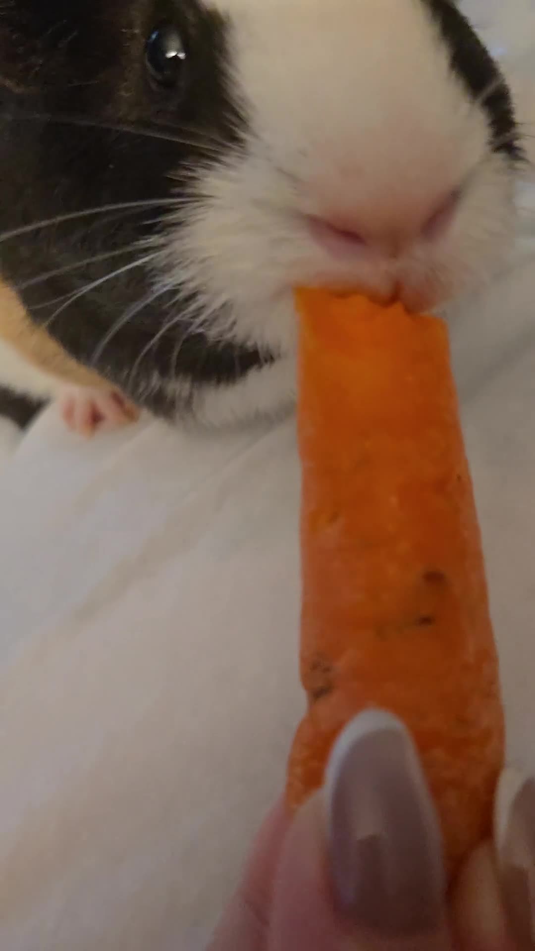 Guinea Pig rodents for sale: 2 male guinea pigs  in Kettering - Video 1