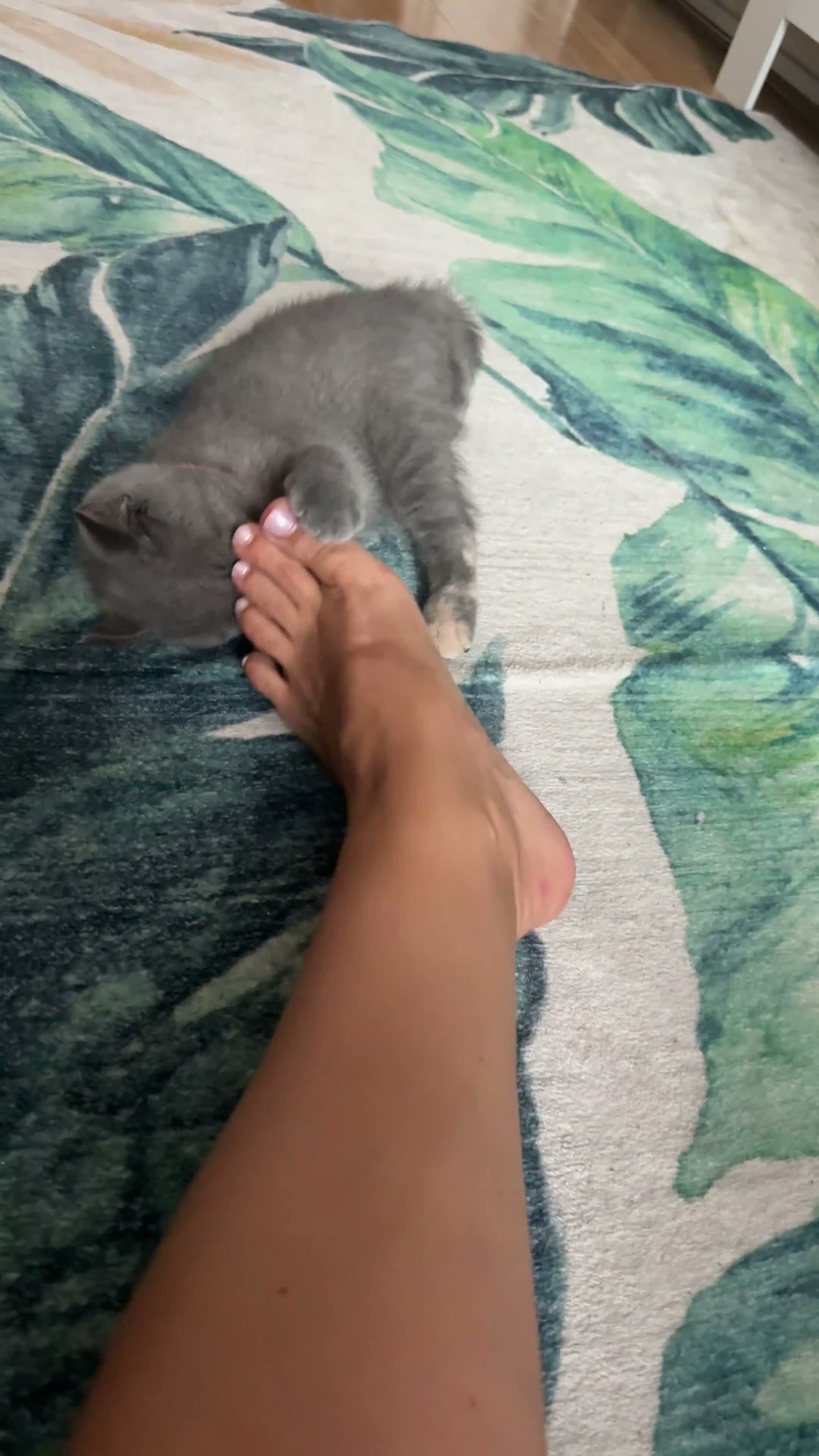 British Shorthair cats for sale: British shorthair kittens 1 girl left - Video 1