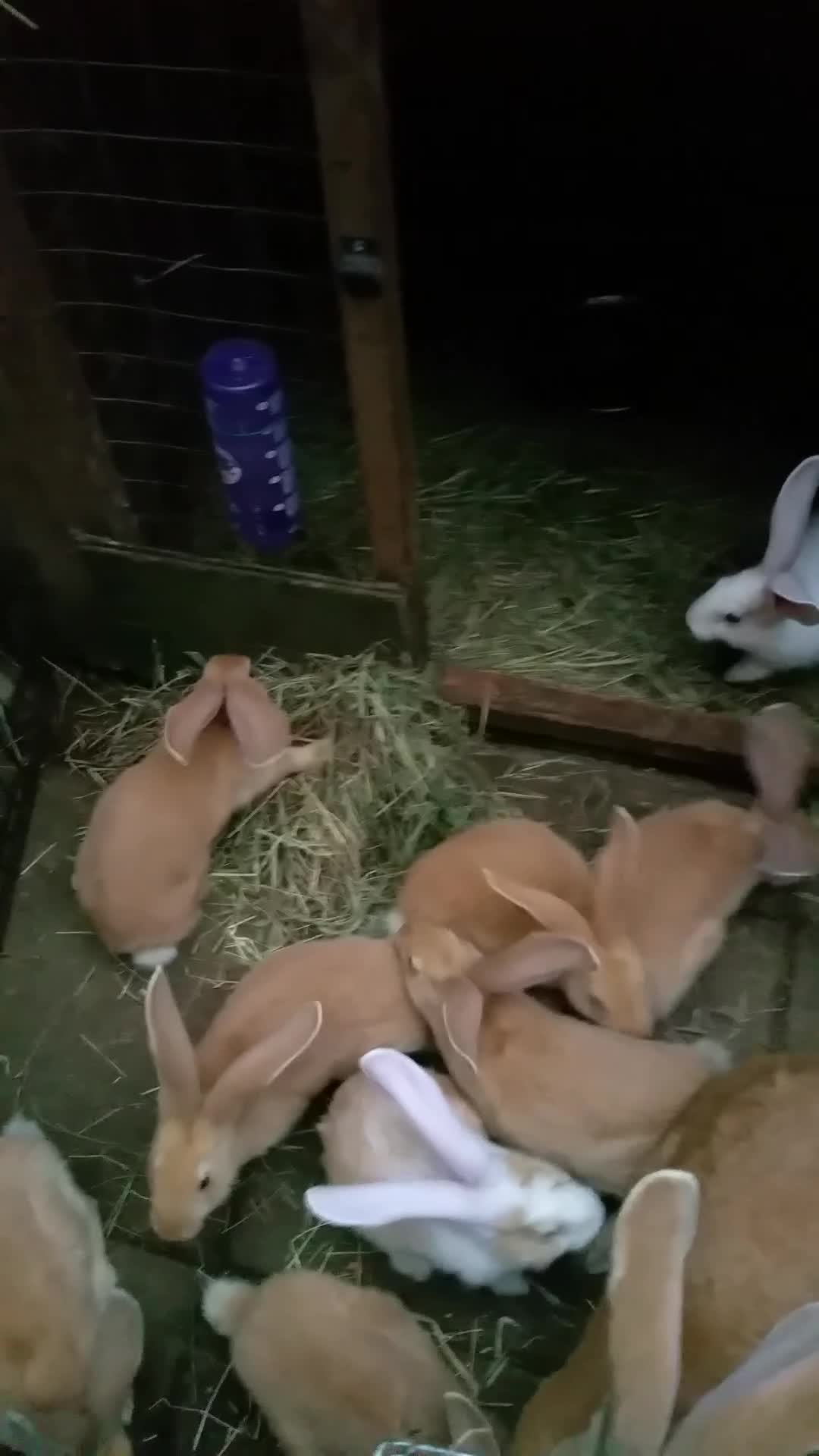 Continental Giant rabbits for sale: PURE Continental Giants Vaccinated 3 in 1 READY   - Video 2