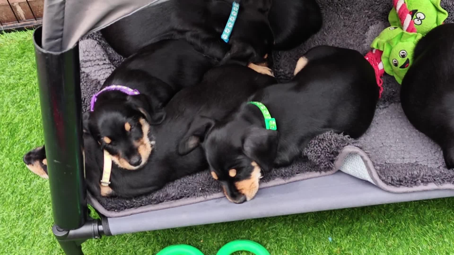 Mixed Breed dogs for sale: Daschund X Schnauzer puppies  - Video 2