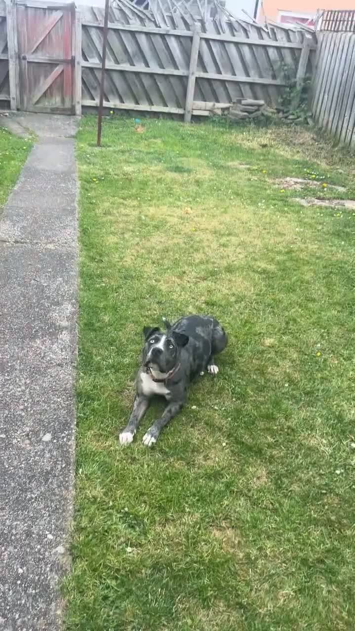 Mixed Breed dogs for sale: Marley  in Hull - Video 1