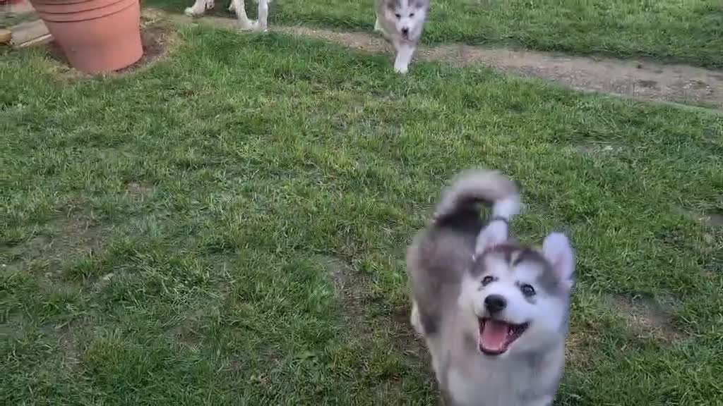 Siberian Husky dogs for sale: Urgent – 2 Siberian Husky Boy Looking for Homes - Video 1