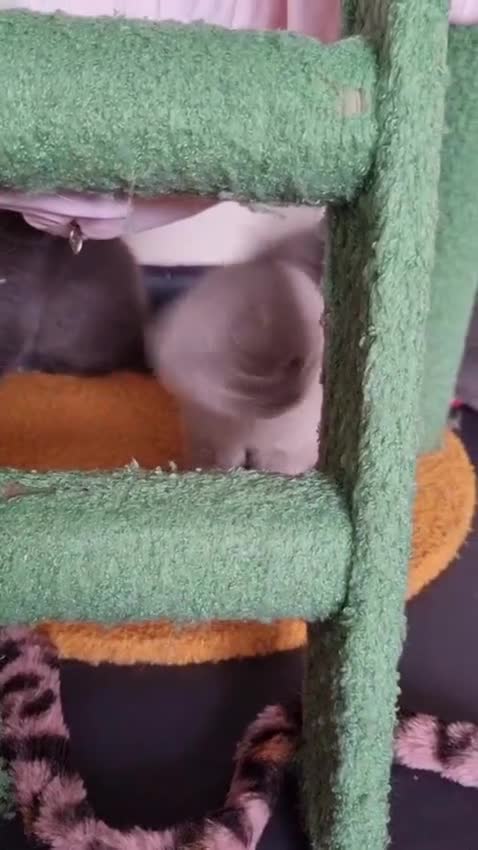 British Shorthair cats for sale: Lilac Blue Female British Shorthair GCCF Pedigree - Video 1