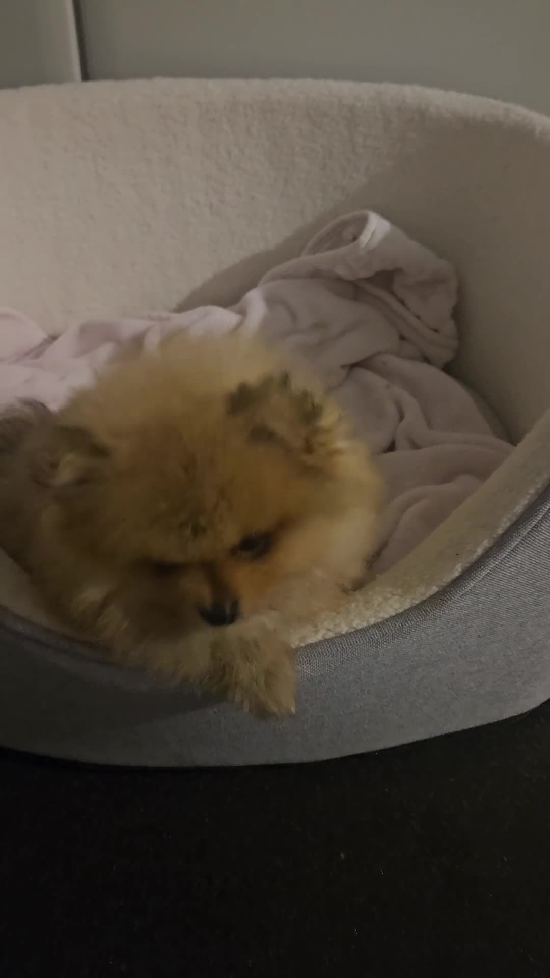 Pomeranian dogs for sale:  Pomeranian Teddy Face Russian  - Video 2