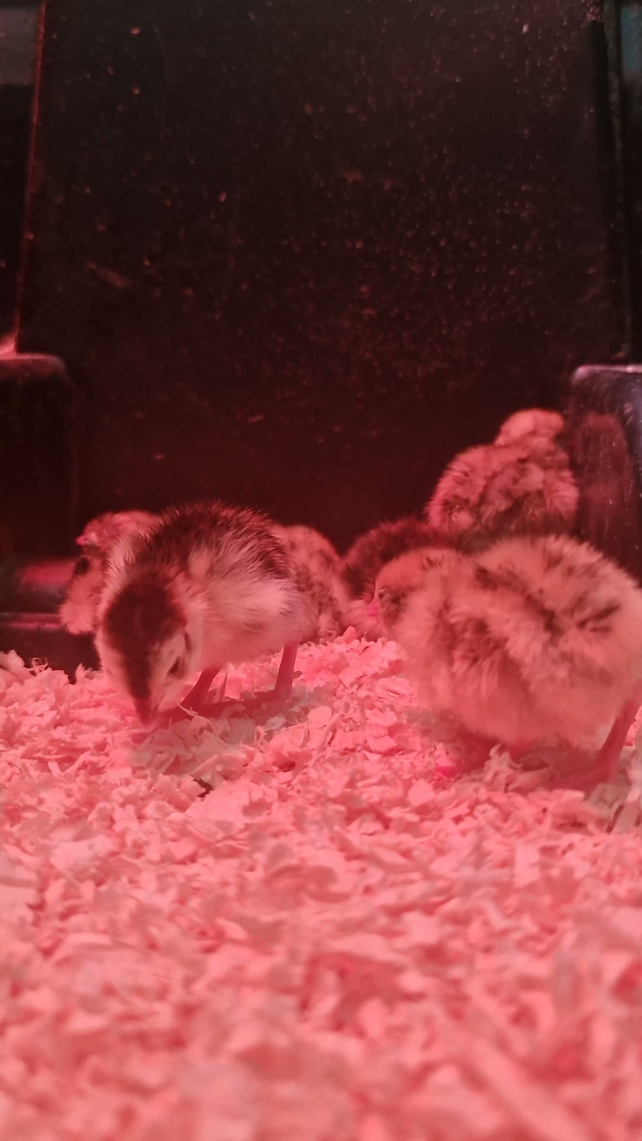 Quail poultry for sale: 🐣 Coturnix & Jumbo Coturnix Quail Hatching Eggs  in Accrington - Video 2
