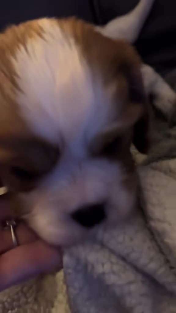 Cavalier King Charles Spaniel dogs for sale: King Charles Cavalier Blenheim boy available 🐶🥰 - Video 1