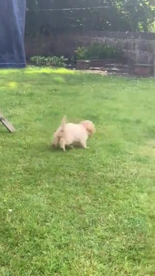 Cockapoo dogs for stud: Ralf.  in Dunfermline - Video 4