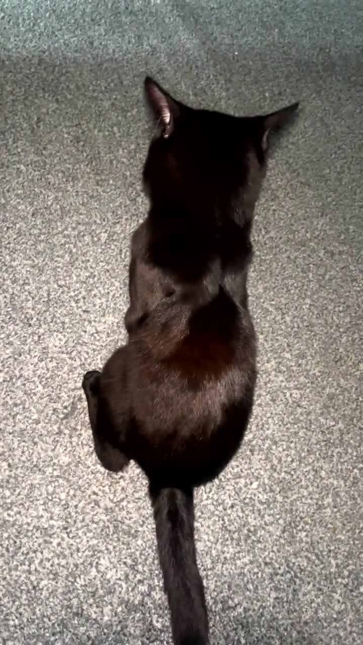Mixed Breed cats for sale: Male cat  - Video 3