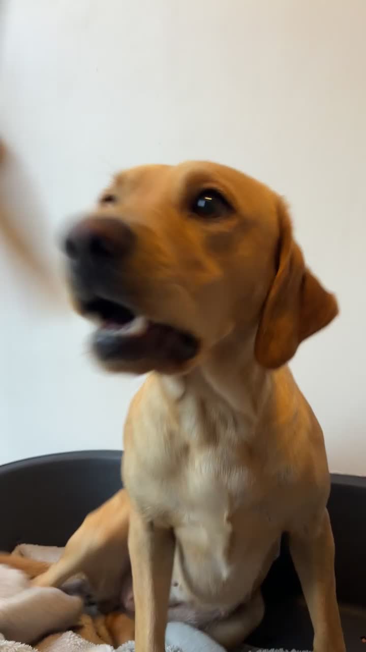 Labrador Retriever dogs for sale: Labrador for sale - Video 2
