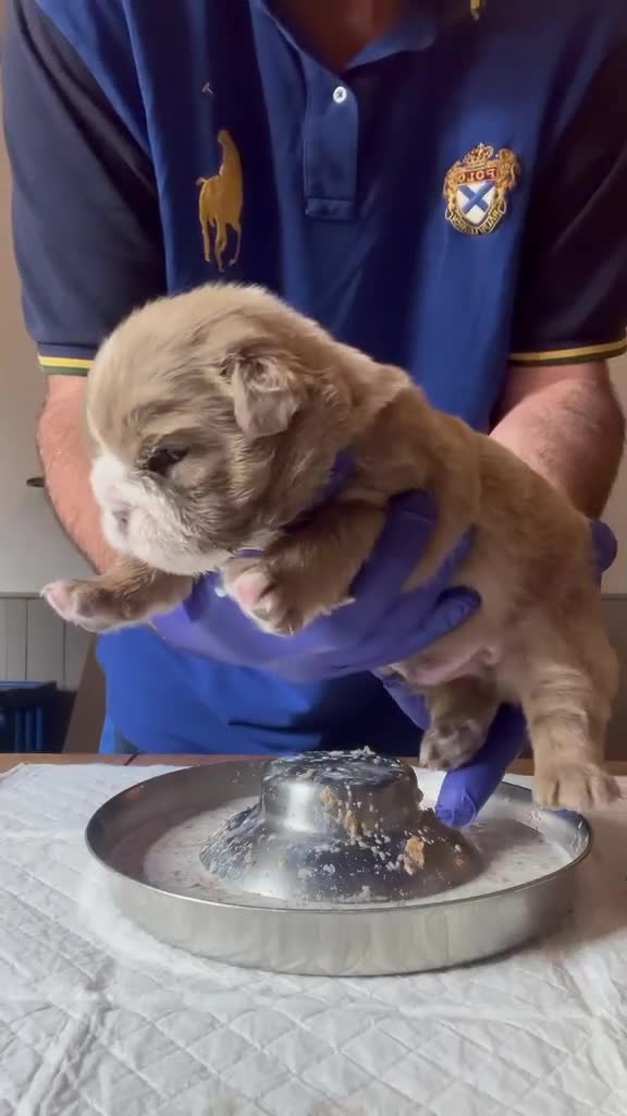 English Bulldog dogs for sale: READY TO LEAVE Fluffy English Bulldog Puppies - Video 2