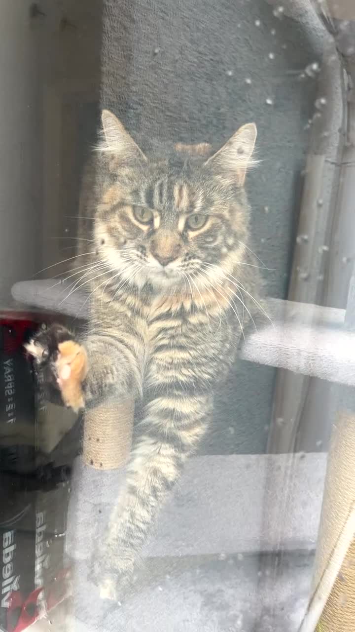 Maine Coon cats for sale: Female Maine coone  - Video 1