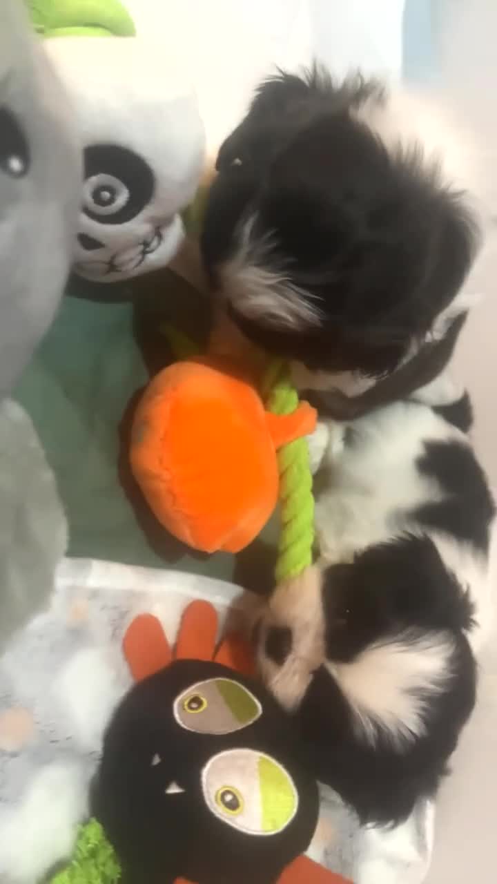 Shih Tzu dogs for sale: Imperial Shih Tzu - Video 1