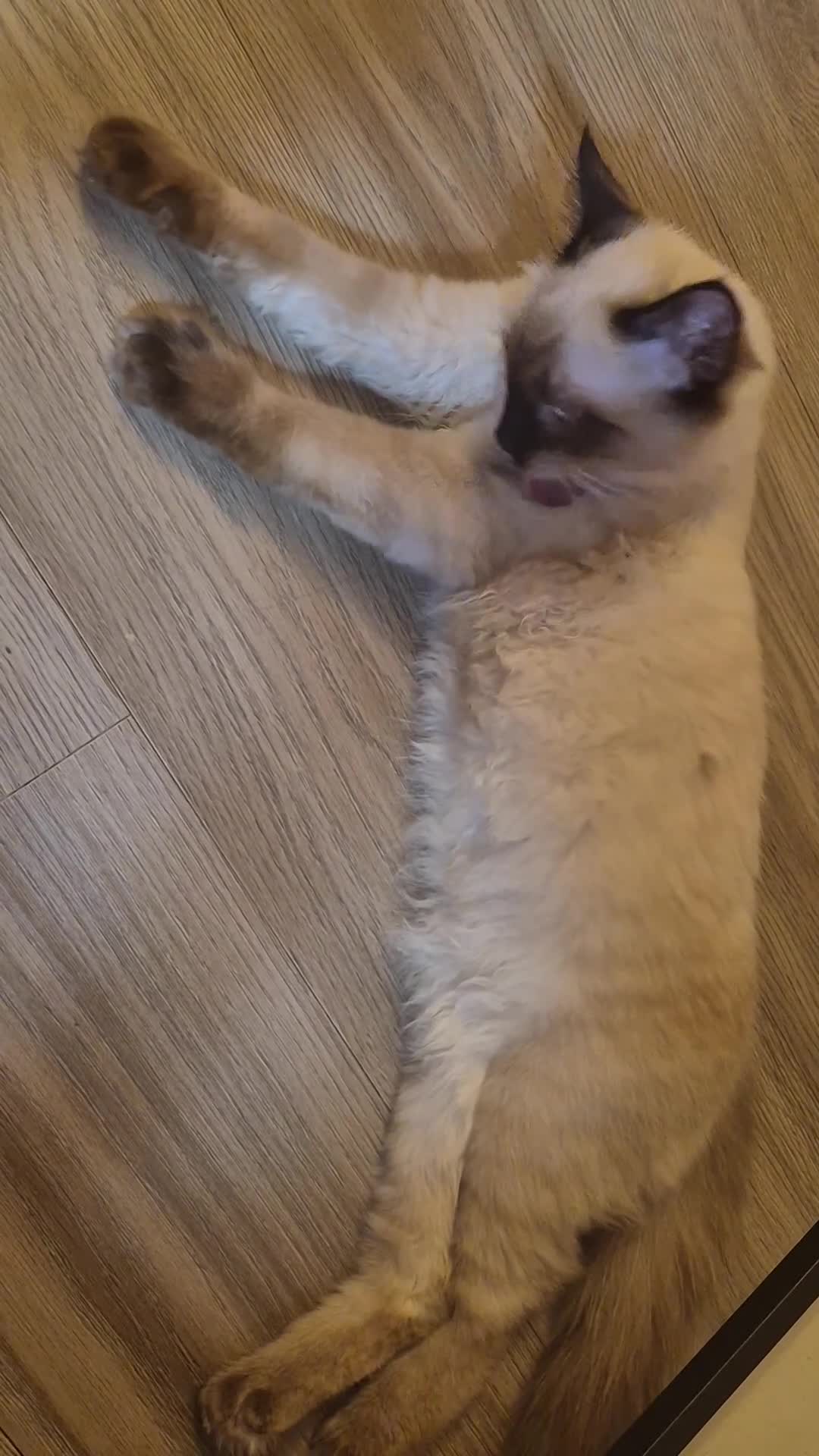 Ragdoll cats for sale: 1 gorgeous fluffy male ragdoll kittens - Video 3