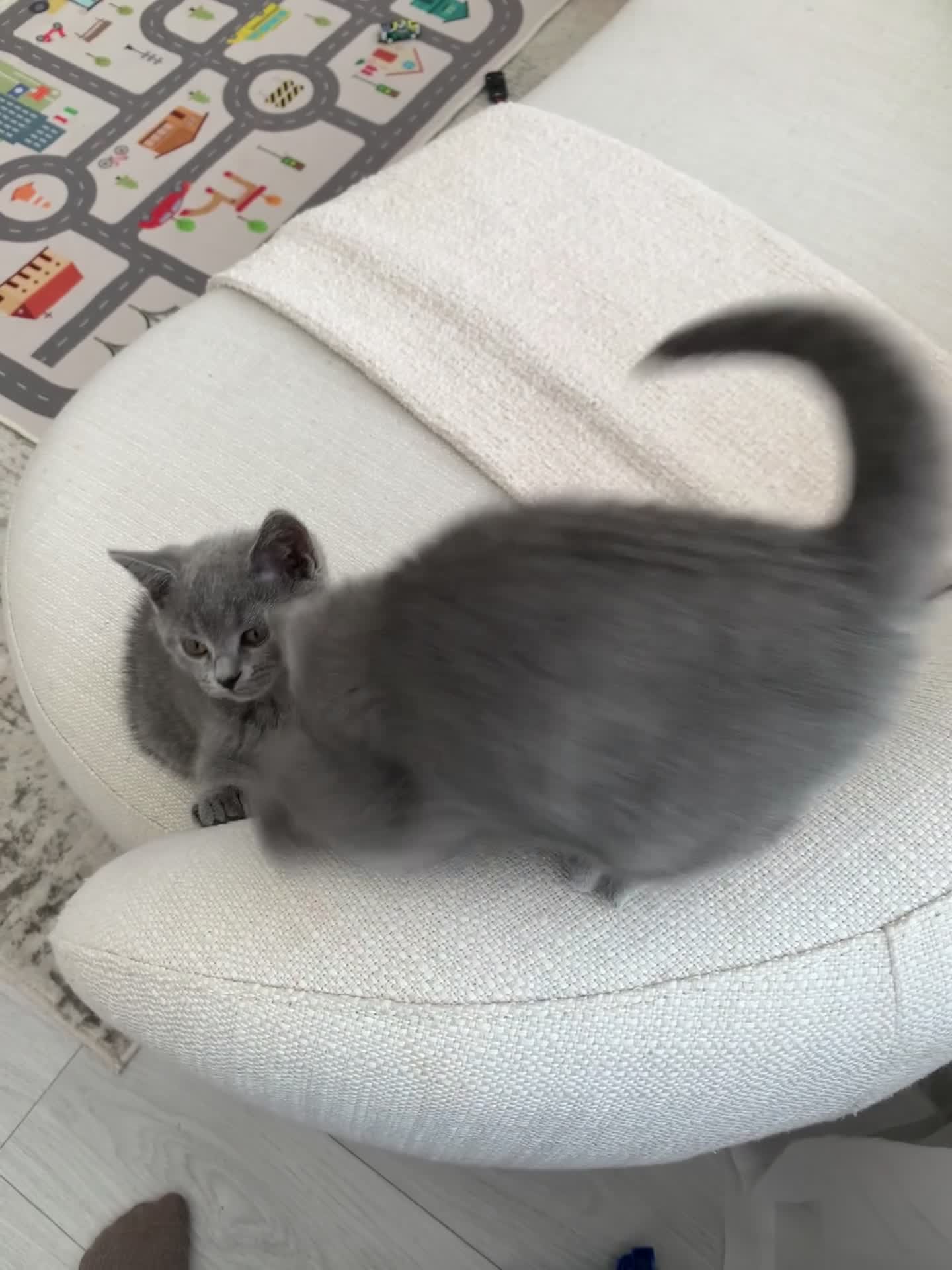 British Shorthair cats for sale: British Shorthair Kittens–Ready for Loving Home 🐾 in Harlow - Video 1