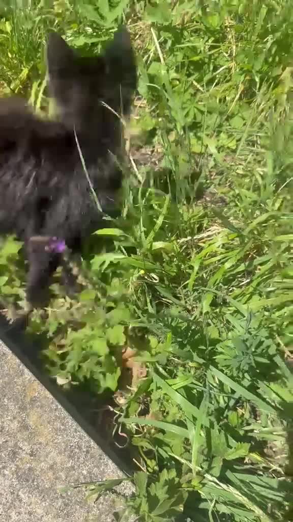 Mixed Breed cats for sale: 3 kittens for sale and ready to go to new homes - Video 1