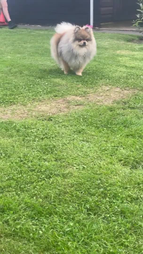 Pomeranian dogs for stud: Gorgeous teddy bears face Pomeranian boy for stud in Boston - Video 1