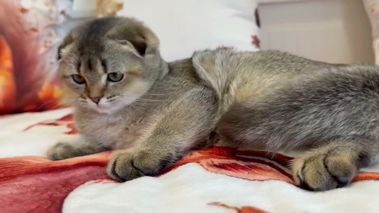 Scottish Fold cats for sale: 🐱✨ Beautiful Golden Scottish Fold Kitten - Video 1