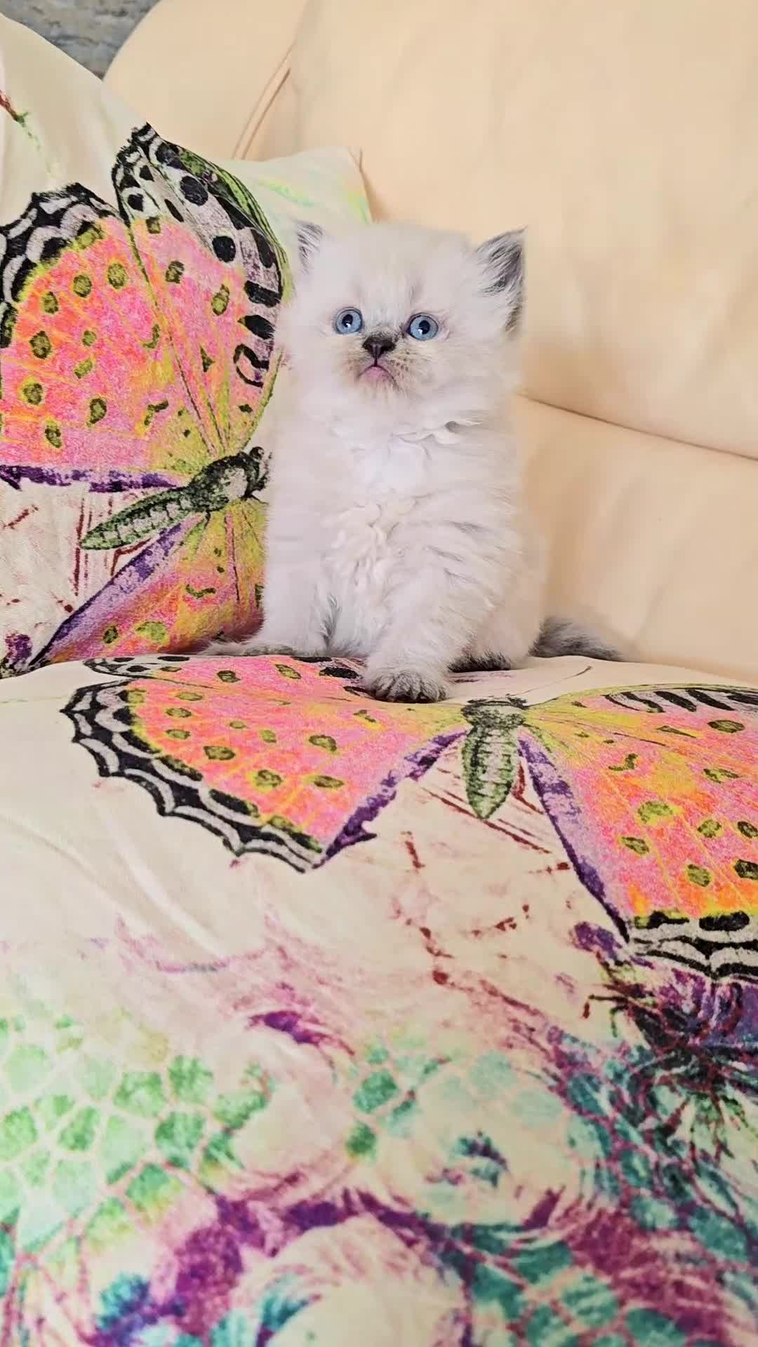 Persian cats for sale: Stunning Blue point female - Video 2