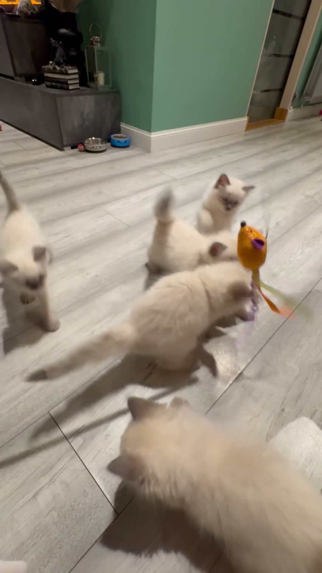 Ragdoll cats for sale: Beautiful Ragdoll Kittens - Video 1
