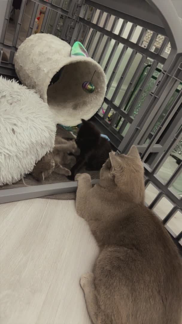 Russian Blue cats for stud: Russian blue  in Greenford - Video 1