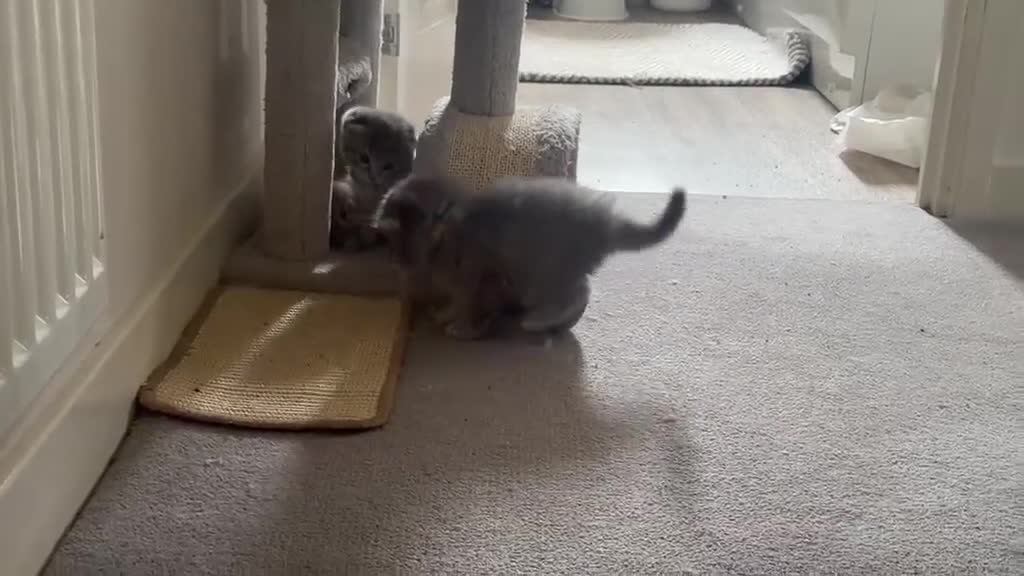 Scottish Fold cats for sale: Lovely scottish fold kitten - Video 1