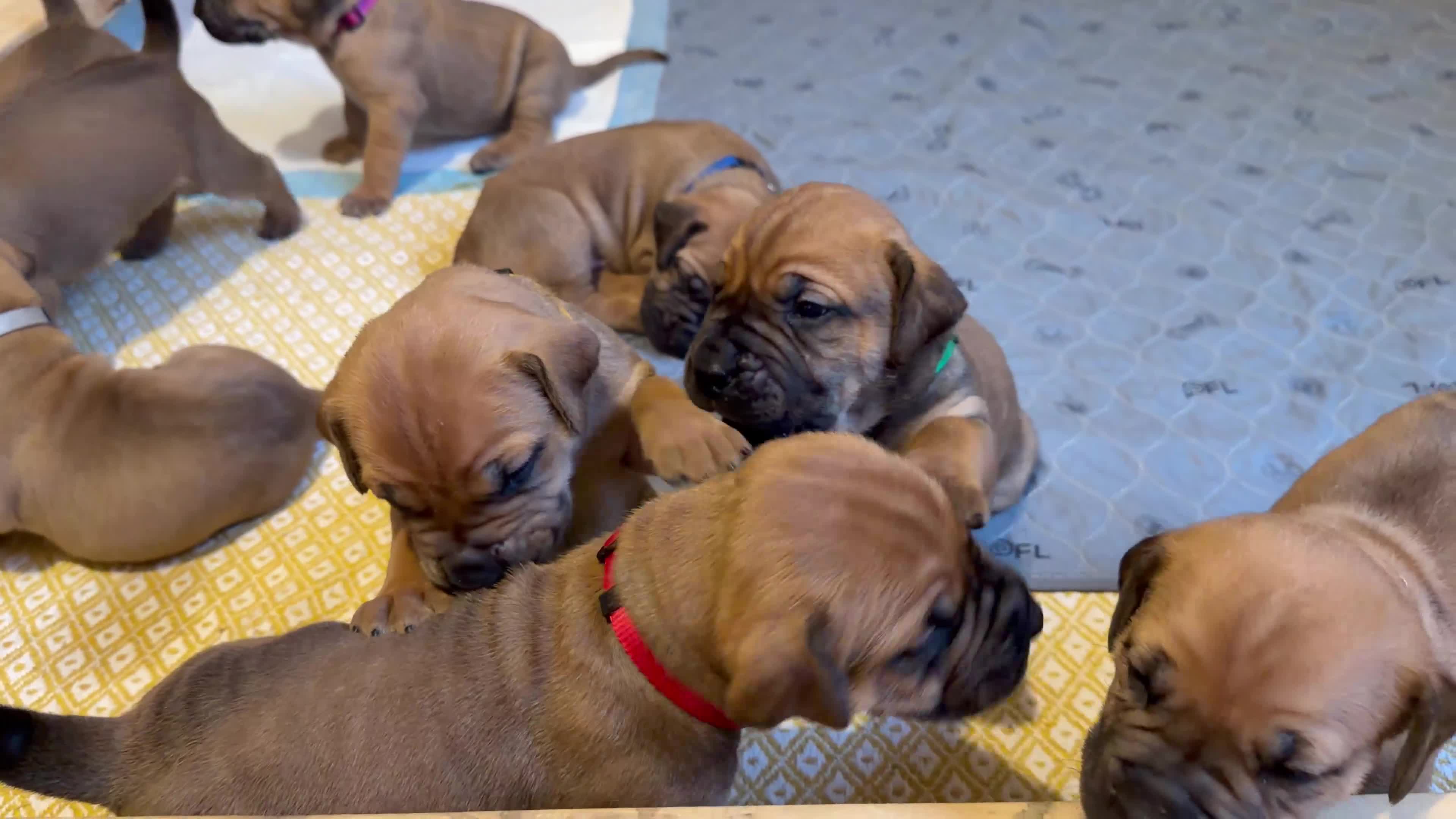 Boerboel dogs for sale: Elite Guard Neema X Spartan Dutch - Video 1