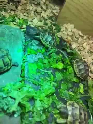 Tortoise reptiles for sale: Baby Spur thigh tortoises  - Video 4