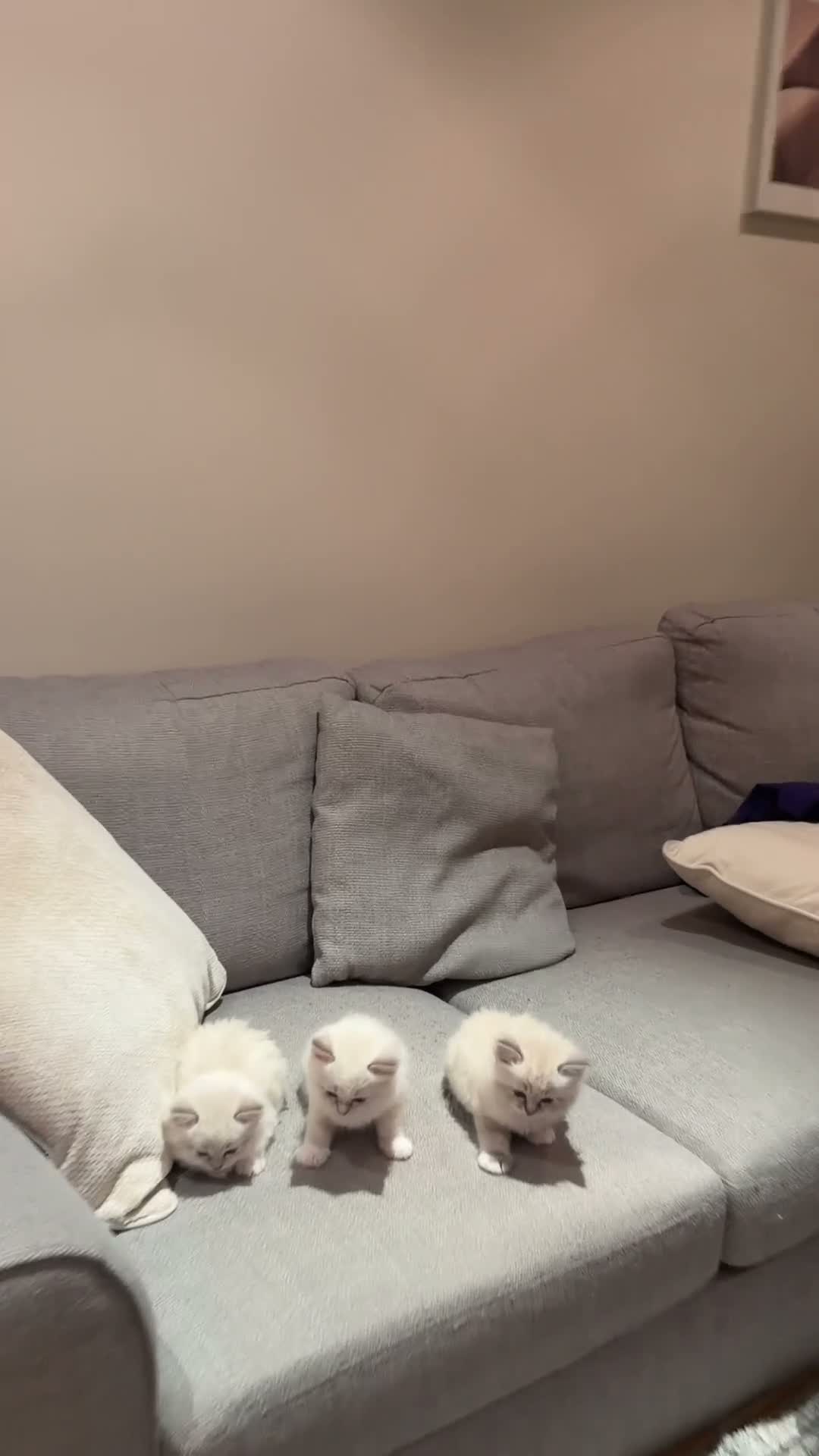 Ragdoll cats for sale: Last female pure ragdoll  - Video 3