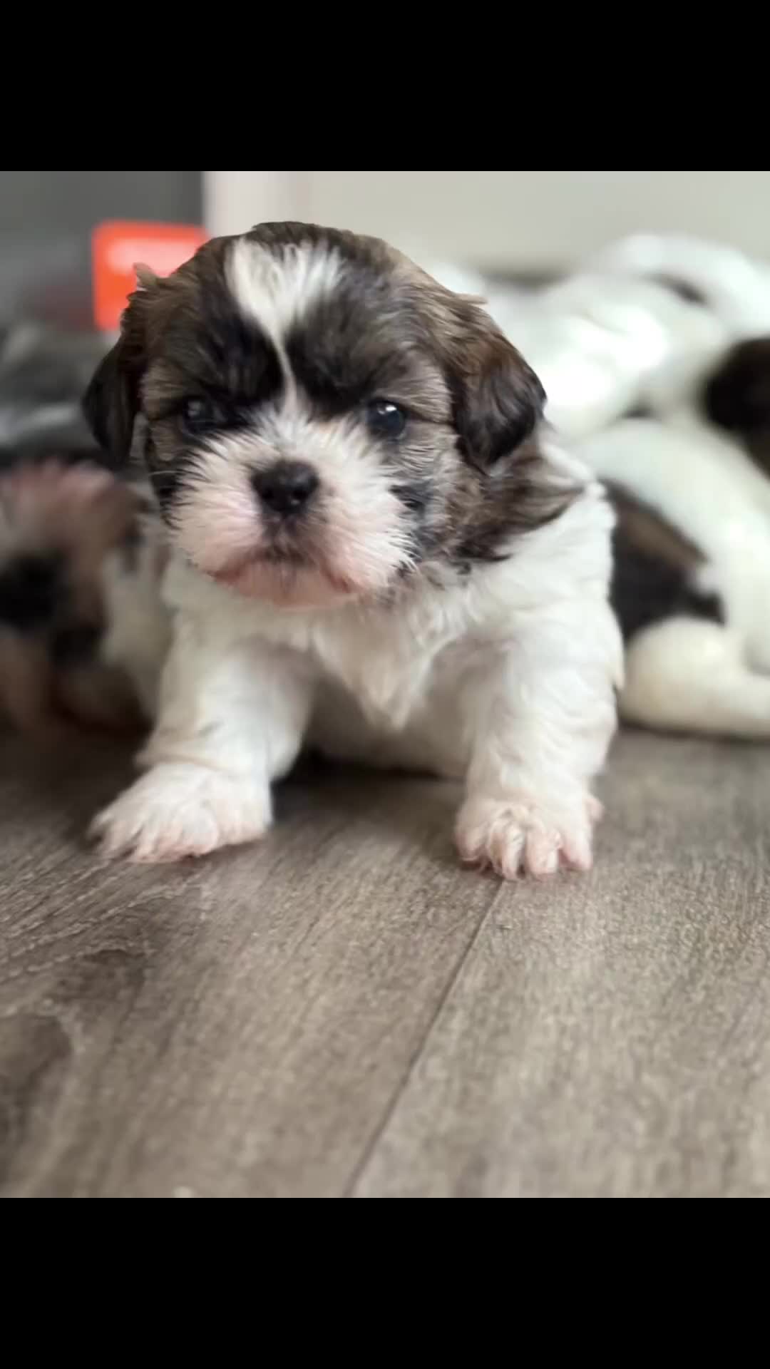 Shih Tzu dogs for sale: 4 Shih tzu girls  - Video 1